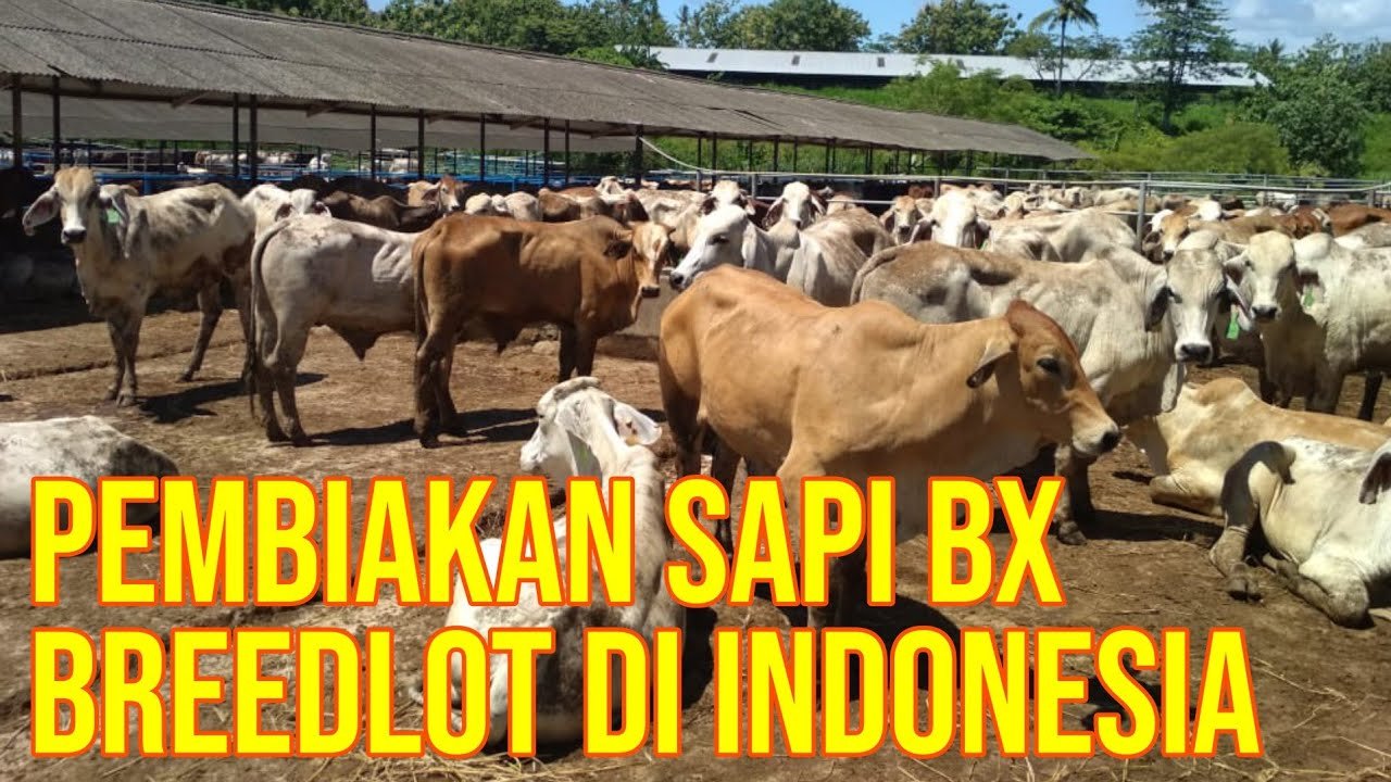 Breeding Sapi Brahman Cross BX Di Feedloter Indonesia.jpg